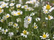 Mariposas-Aporia crataegi (Blanca del Majuelo)